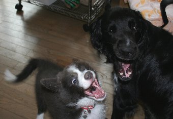 子犬の大型犬の遊び