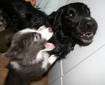 子犬の遊び方