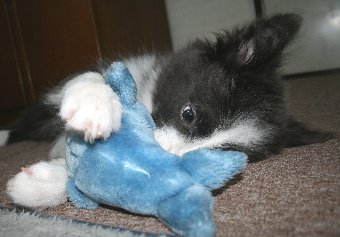 ぬいぐるみで遊ぶ子犬