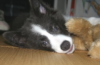 クマのぬいぐるみで遊ぶ子犬