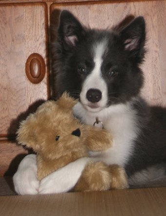 クマのぬいぐるみを抱きしめる子犬
