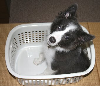 洗濯かごに入る子犬