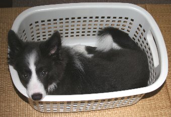 ギリギリ洗濯カゴにおさまる子犬
