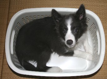 洗濯カゴに入って落ち着いている子犬