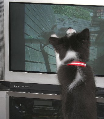 テレビに飛びつく子犬