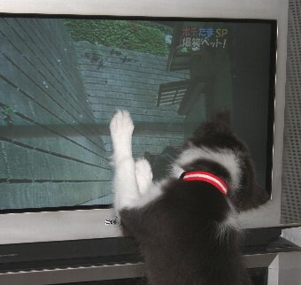 テレビを見る子犬