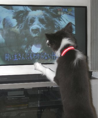 テレビに飛びつく犬
