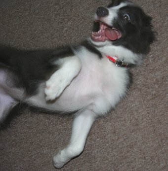 ボーダーコリー子犬のお腹