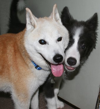 柴犬とボーダー