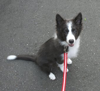 散歩中の子犬