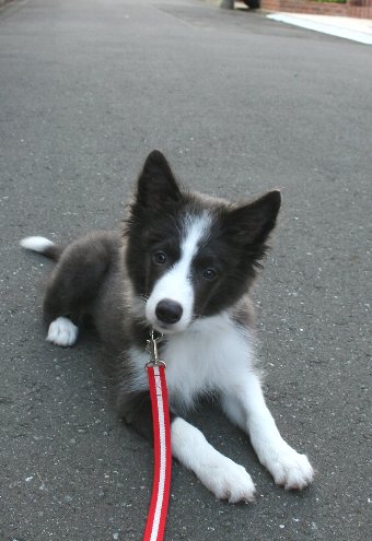 道路でふせる犬