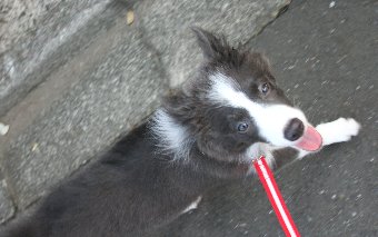 散歩中に見上げてくる犬