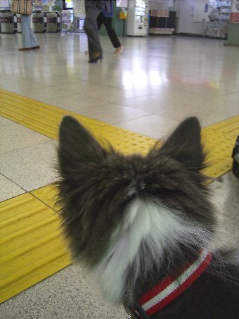 駅を体験中の子犬