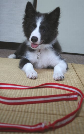 いたずらしたリードと子犬