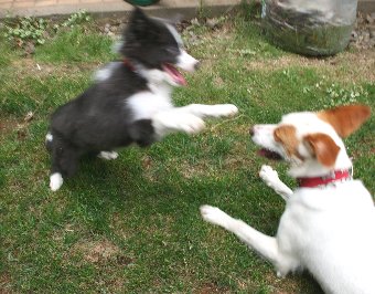 成犬に遊んでもらう子犬