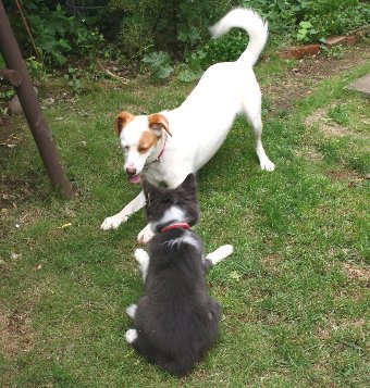 成犬と子犬の遊び