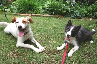 遊んだ後満足げな犬たち