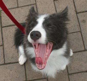 あくびする子犬