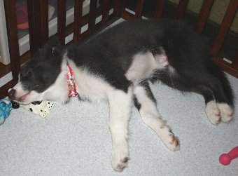 爆睡する子犬