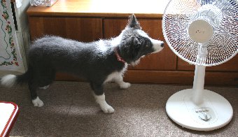 扇風機に近付く子犬