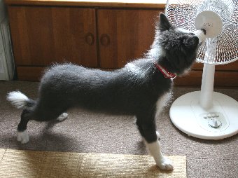 へっぴり腰な子犬