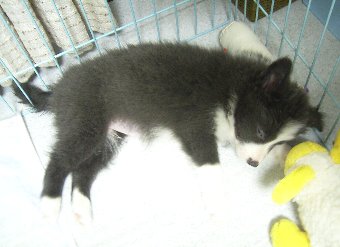 寝る子犬