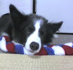 ボーダーコリーの寝姿