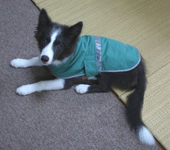 レインコートを着る子犬