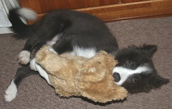 くまのぬいぐるみと子犬
