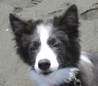 口の周りに砂がついた子犬