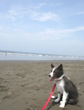 初めて海に来た子犬