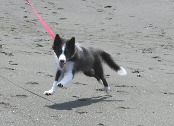 砂浜を走る子犬