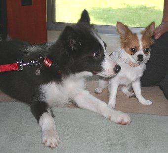 ボーダーコリーとチワワの子犬