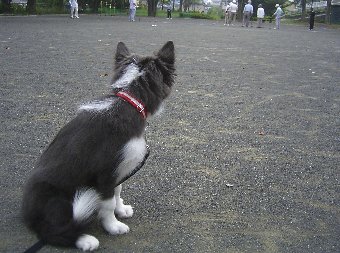 公園でゲートボールを眺める子犬