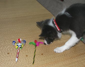 初めてのものを確認する子犬