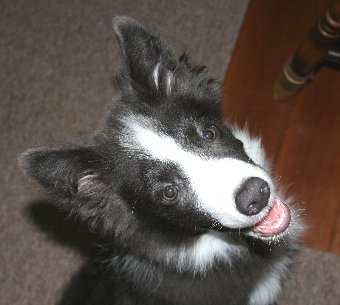 新しいオヤツをもらえて満足げな顔をする犬