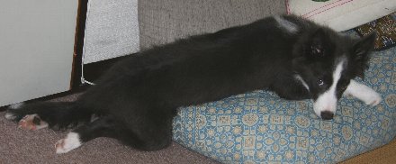 伸びる子犬