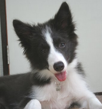 首をかしげる子犬