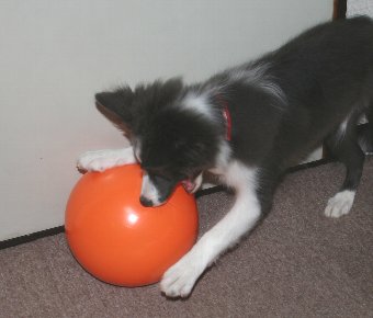 大きめのボールで遊ぶ子犬