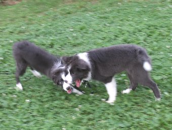 仲良く遊ぶ子犬たち