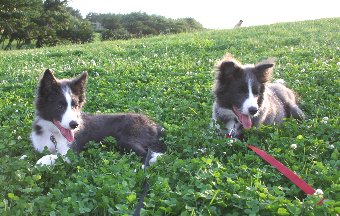 再会した兄弟犬と記念撮影