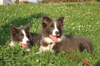 遊び疲れた子犬たち