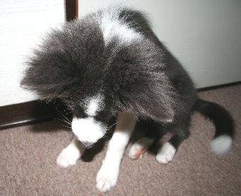 ボーダーコリーの子犬の後頭部