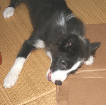 子犬のイタズラ