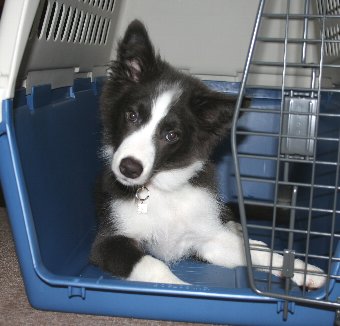 クレートに入る子犬