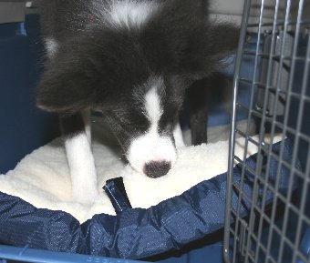 クレート内のマットを噛む犬