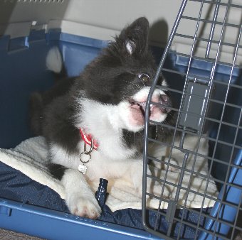 クレートの扉を噛む犬
