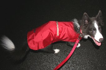 レインコートを着て散歩する犬