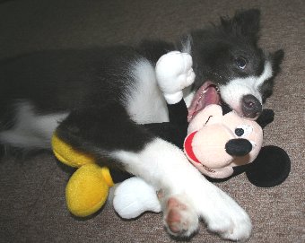 ぬいぐるみをかじる犬