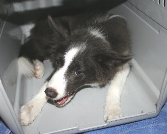 おやつを楽しむ子犬
